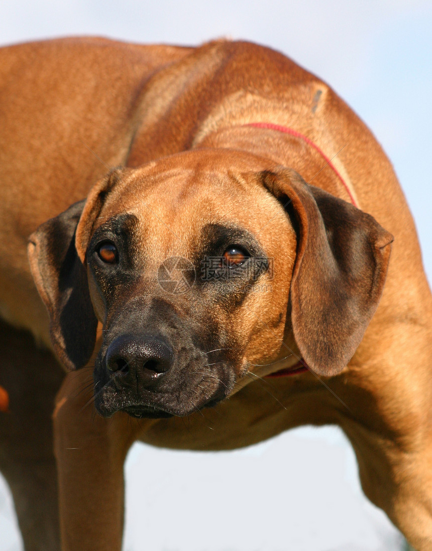 rhodesian 山脊背脊动物猎狗蓝色衣领警卫宠物眼睛犬类棕色天空图片