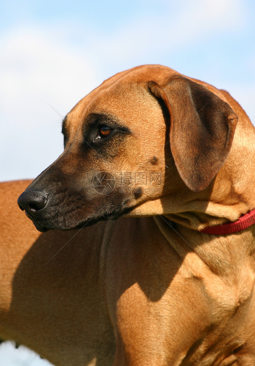 rhodesian 山脊背脊天空衣领棕色伴侣眼睛动物蓝色宠物猎狗警卫图片