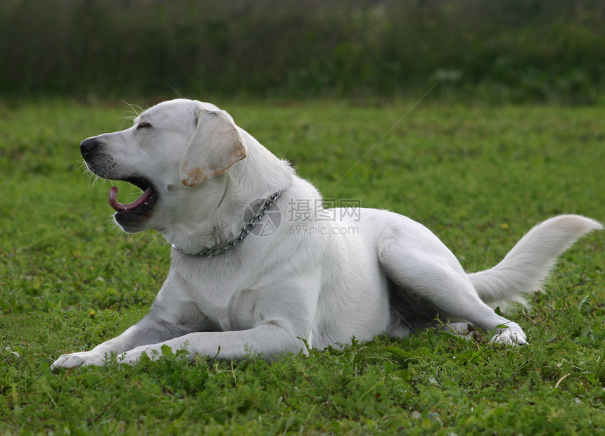 拉布拉多检索器猎犬动物花园场地伴侣白色衣领小狗警卫孩子图片