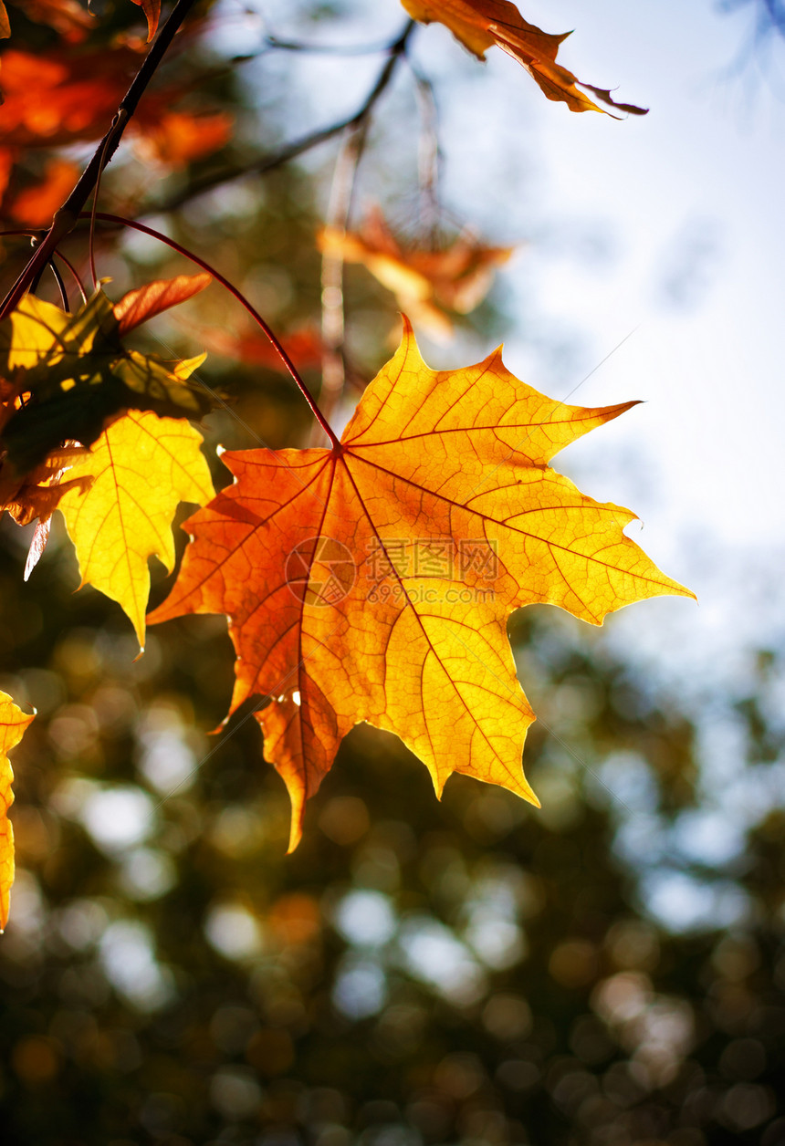 秋秋叶绿色树木金子照片射线分支机构枫树阳光红色森林图片
