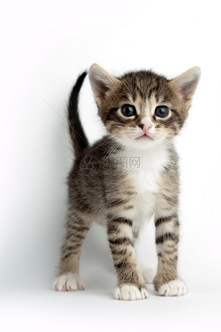 小小猫咪朋友宠物虎斑动物食肉毛皮条纹好奇心小猫婴儿图片