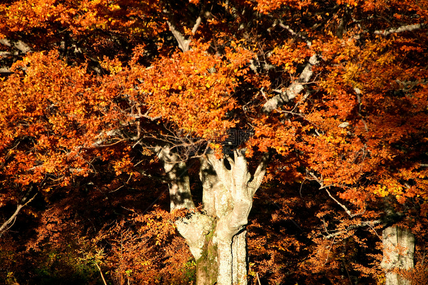 旧树植物黄色场景棕色风景树木森林季节公园叶子图片