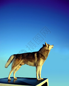 西比亚哈斯基比赛宠物动物背景图片