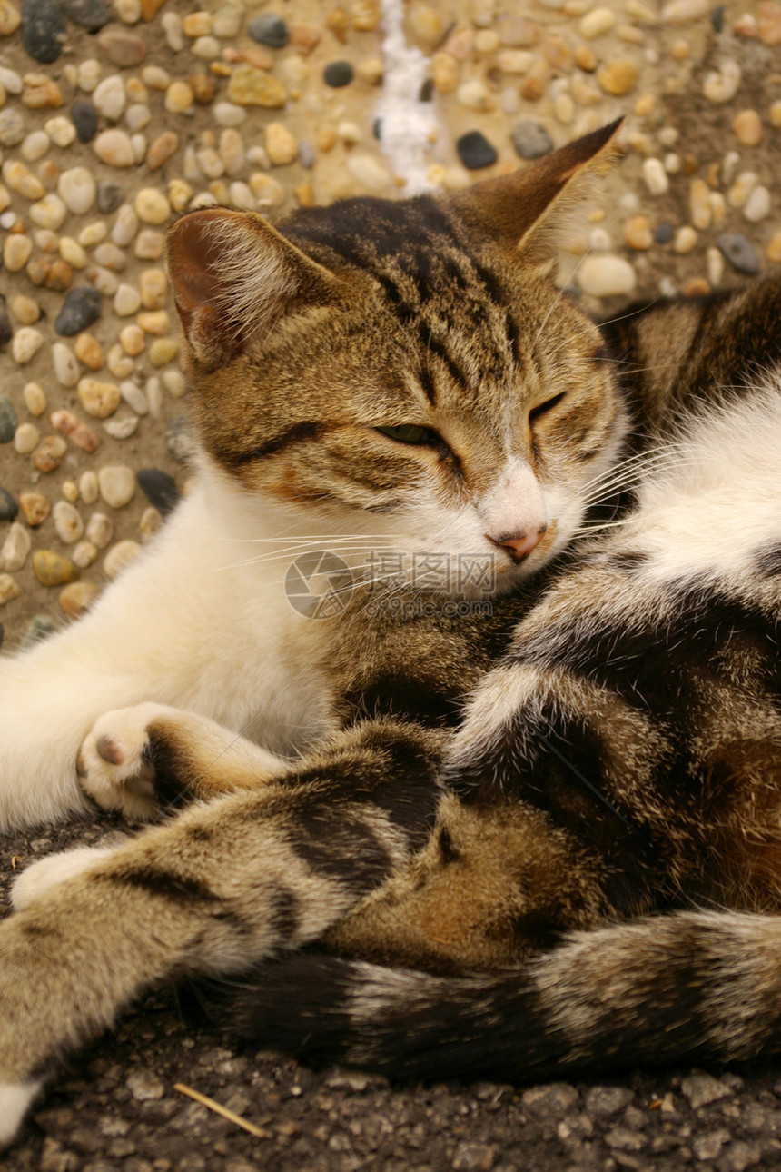 一只猫趴在地上毛皮乐趣头发小猫动物宠物猫科哺乳动物眼睛耳朵图片