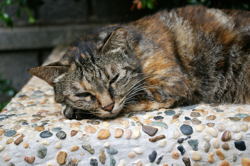 被猫射中耳朵小猫哺乳动物说谎晶须毛皮猫科宠物眼睛地面图片