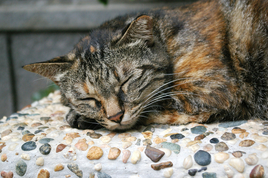 沉睡猫猫咪说谎眼睛宠物地面乐趣晶须毛皮动物哺乳动物图片