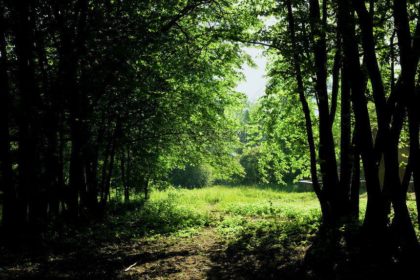 工厂牧歌花园生态树叶森林季节绿色场景冥想公园图片