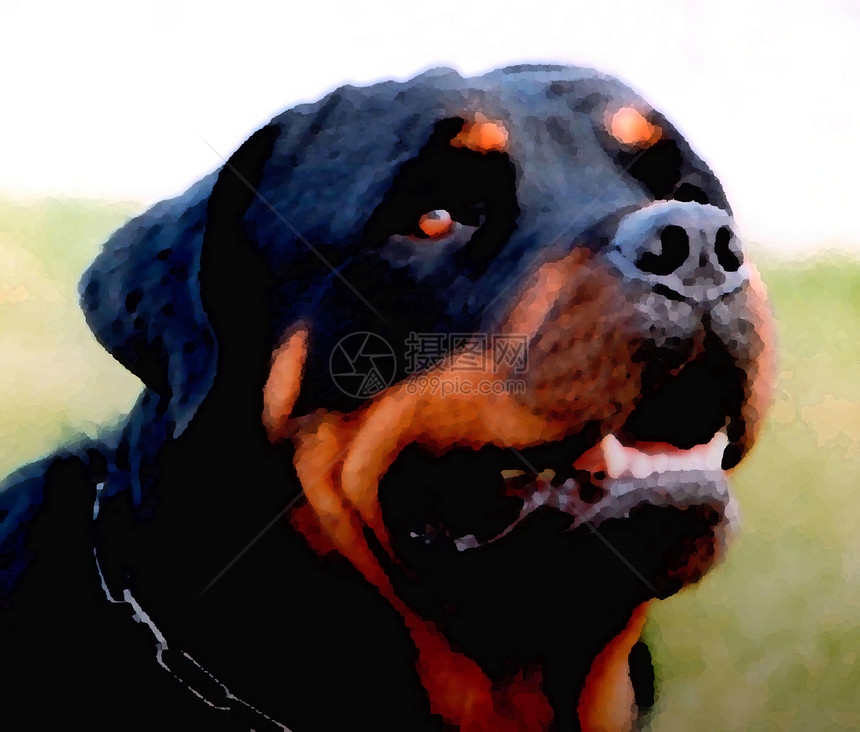 罗威纳犬宠物纳犬黑色犬类衣领动物鼻子图片