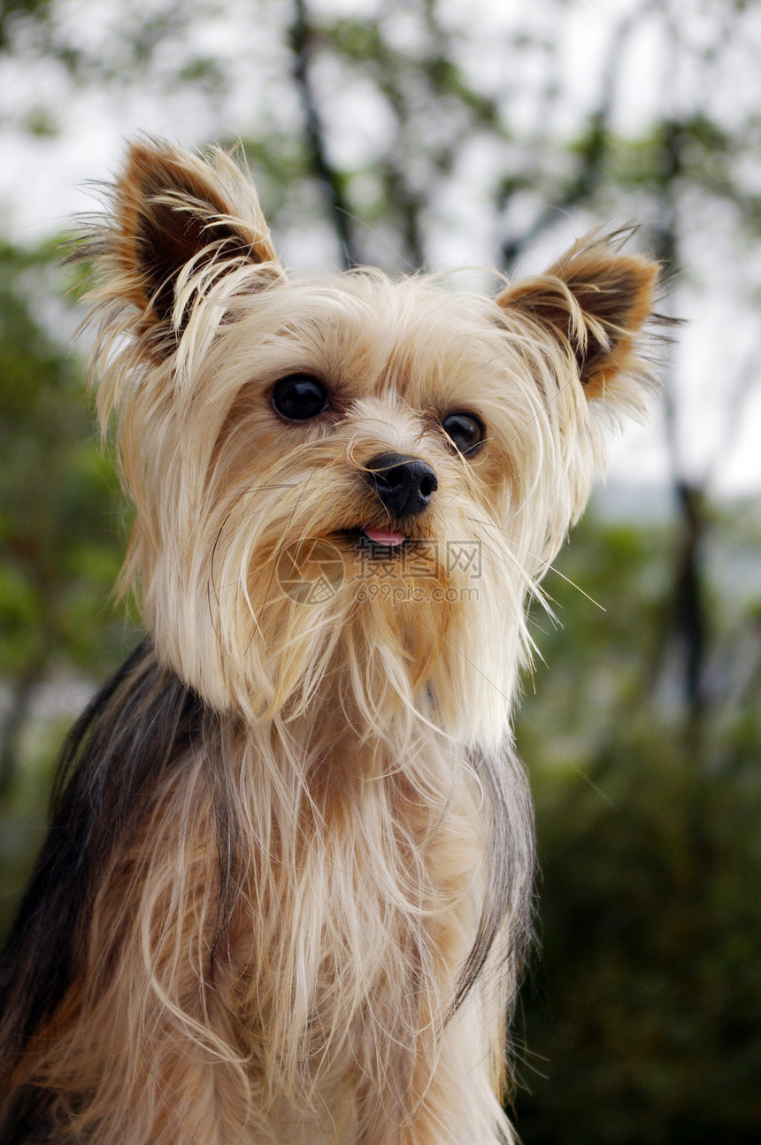 约克郡狗毛皮伴侣犬类血统猎犬草地舌头小狗动物婴儿图片