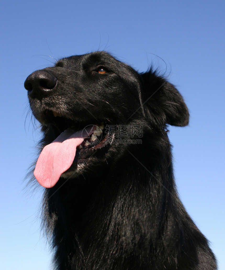 格农恩德尔黑色宠物犬类警觉牧羊人警犬动物图片