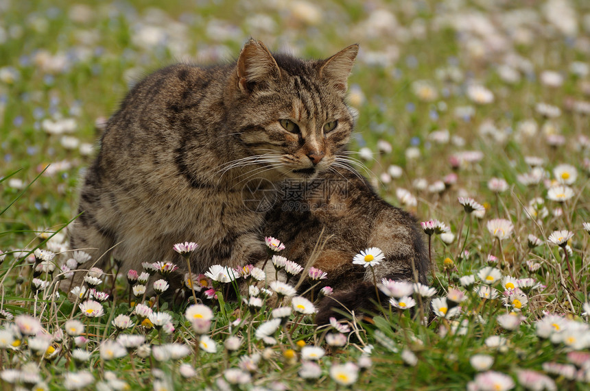 猫类肖像猫咪猫科虎斑花园兽医场地宠物姿势动物绿色图片