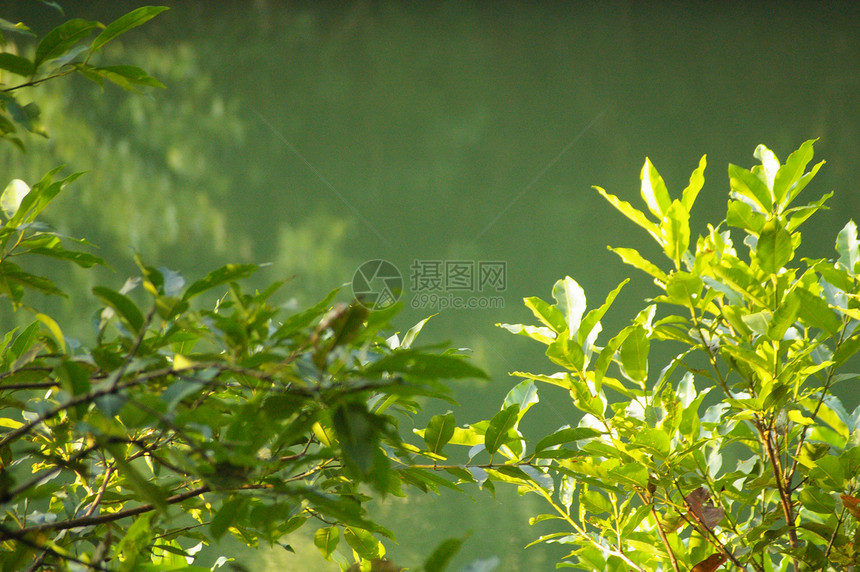 森林中的水叶子风景反射生态天空晴天池塘季节木头植物图片