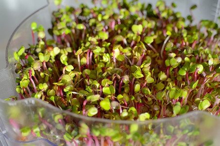 芽生长绿色叶子白色营养食物火箭蔬菜饮食豆芽高清图片