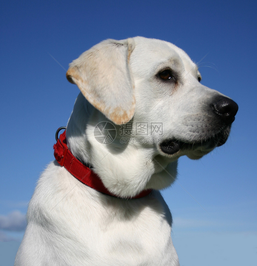 拉布拉多检索器蓝色小狗衣领孩子天空猎犬白色警卫伴侣动物图片