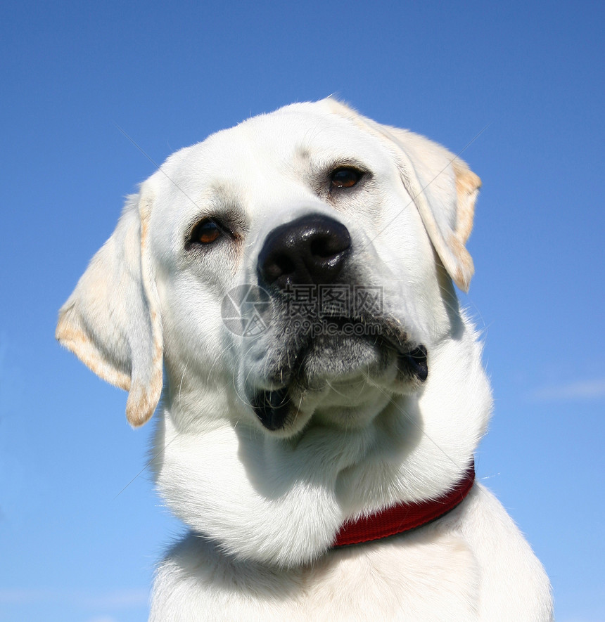 拉布拉多检索器孩子天空伴侣小狗动物衣领白色警卫猎犬蓝色图片