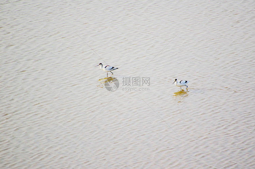 鸟儿在水上图片