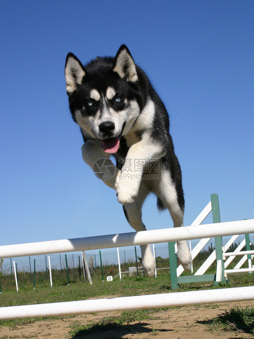 跳跃哈斯基动物比赛宠物运动图片