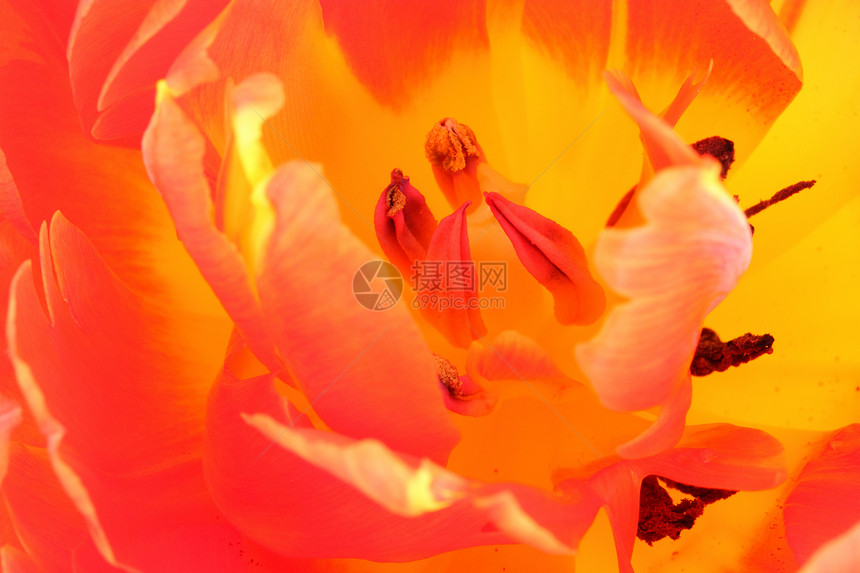 Tullip 郁金红色花园花瓣植物球状雄蕊灯泡图片