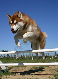 马拉穆特跳跃哈斯基宠物运动动物比赛背景