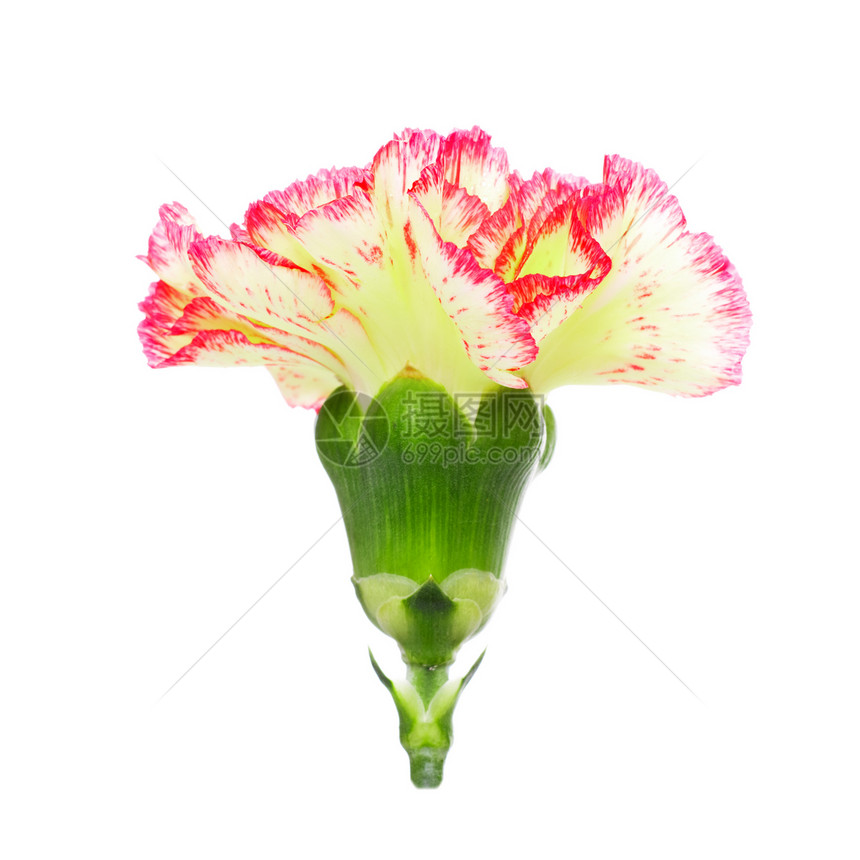 粉红和黄色康乃馨植物学石竹宏观植物正方形植物群叶子照片工作室花瓣图片