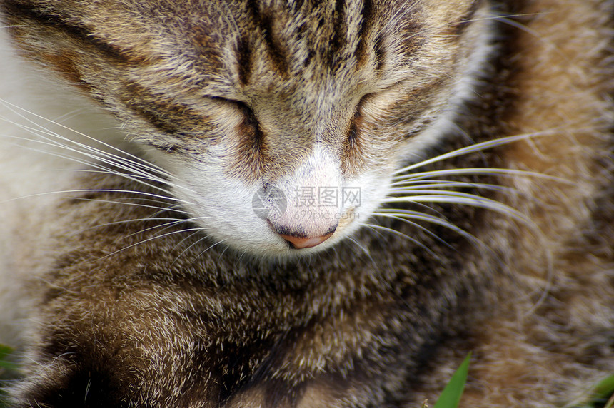 沉睡猫动物猫科晶须岩石说谎眼睛虎斑地面耳朵小猫图片