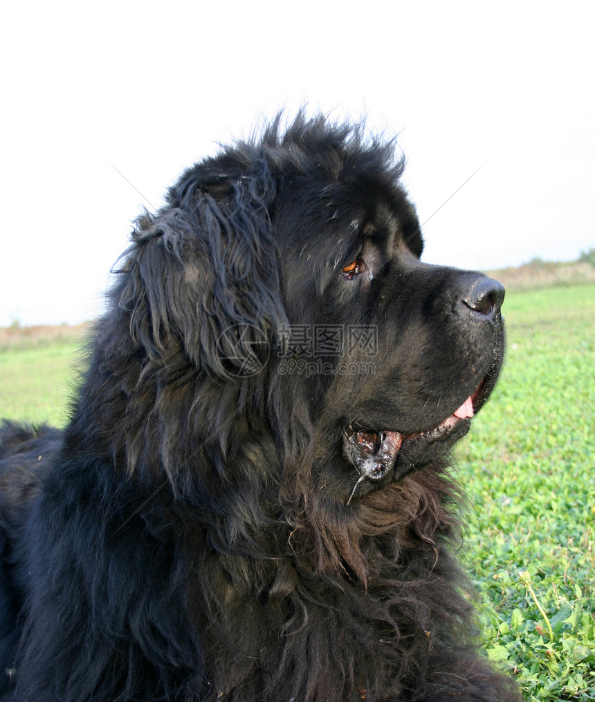 纽芬兰狗宠物犬类草地蓝色黑色牧羊犬场地天空图片