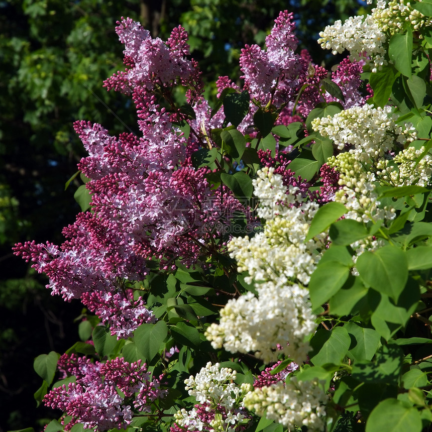 紫和白花植物群圆锥花序紫色植物绿色白色衬套枝条图片