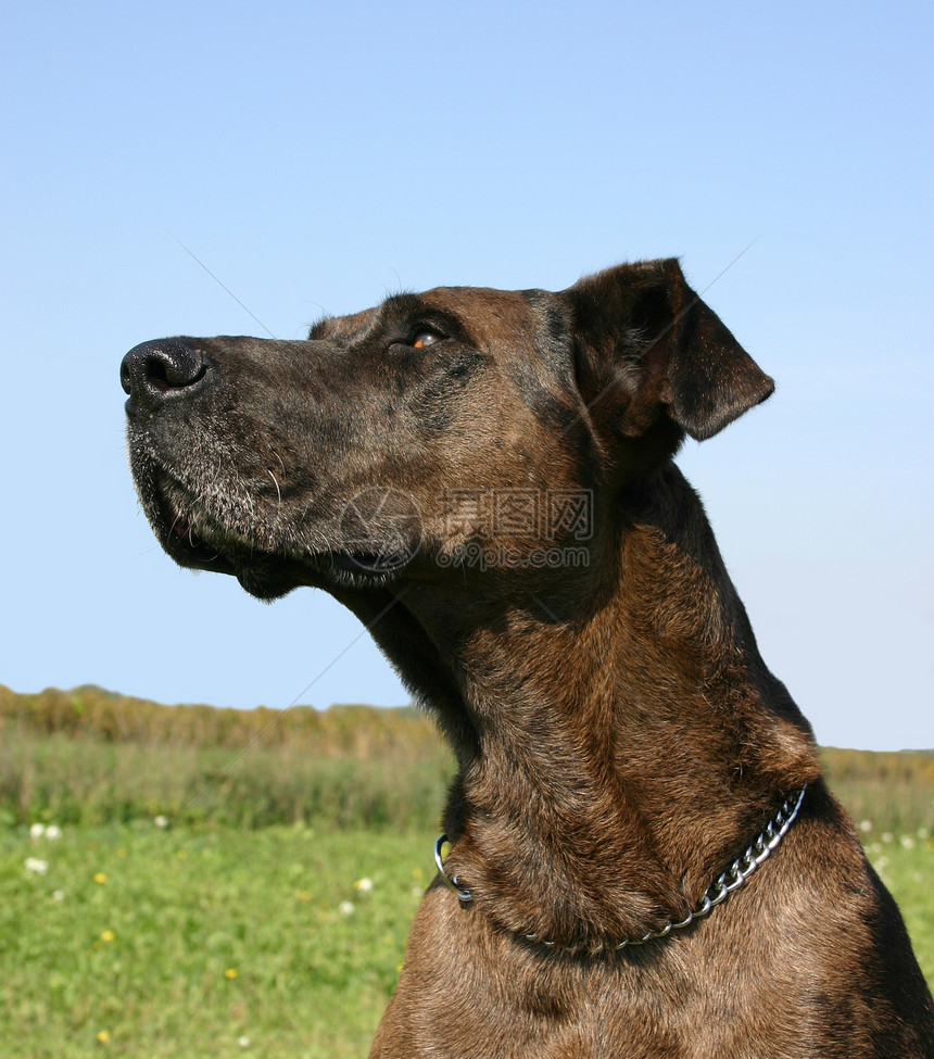 大丹麦语Name宠物犬类动物图片