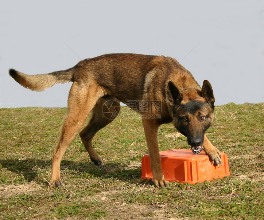 正在位麦地利宠物动物犬类牙齿危险戒指图片