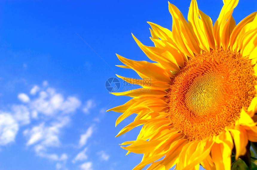 背景向日葵生活场地花束绿色太阳阳光蓝色框架黄色花瓣图片