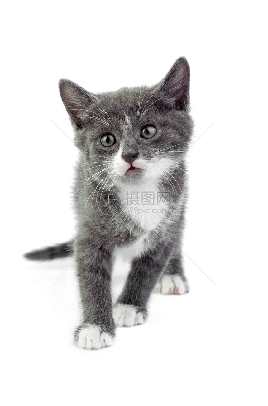 小猫咪小猫灰色宠物胡须爪子猫科动物白色猫咪毛皮图片
