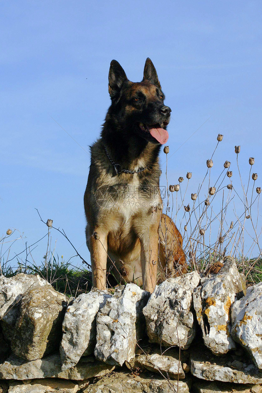 马里牧羊人棕色警犬动物宠物犬类警觉图片