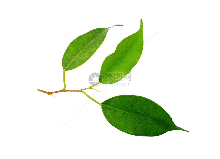 叶子植物群绿色树叶增长草本叶绿素植物图片
