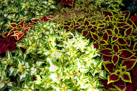 阿梅勒斯植物学五颜六色的高清图片