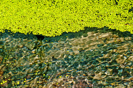 普通鸭草 柠檬花园植物群叶子植物学浮萍环境生活反射池塘树叶背景图片