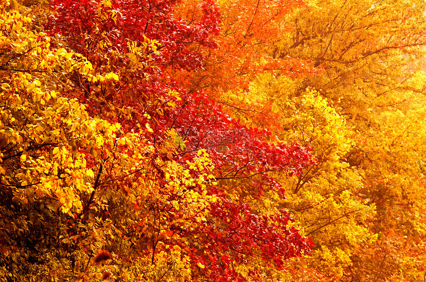 秋季背景天气金子花园木头红色森林季节橙子绿色黄色图片
