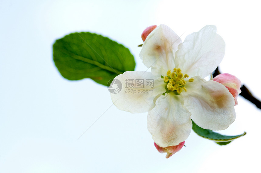 白苹果花香气园艺果园花瓣花朵植物群生长白色叶子植物学图片