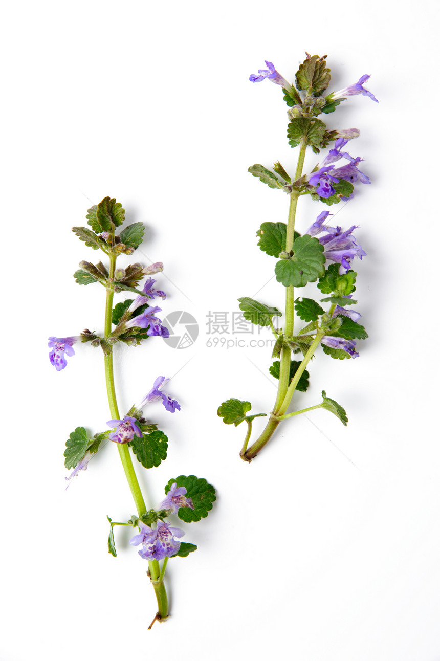工厂枝条紫色草本植物生长季节性植物叶子园艺植物群白色图片