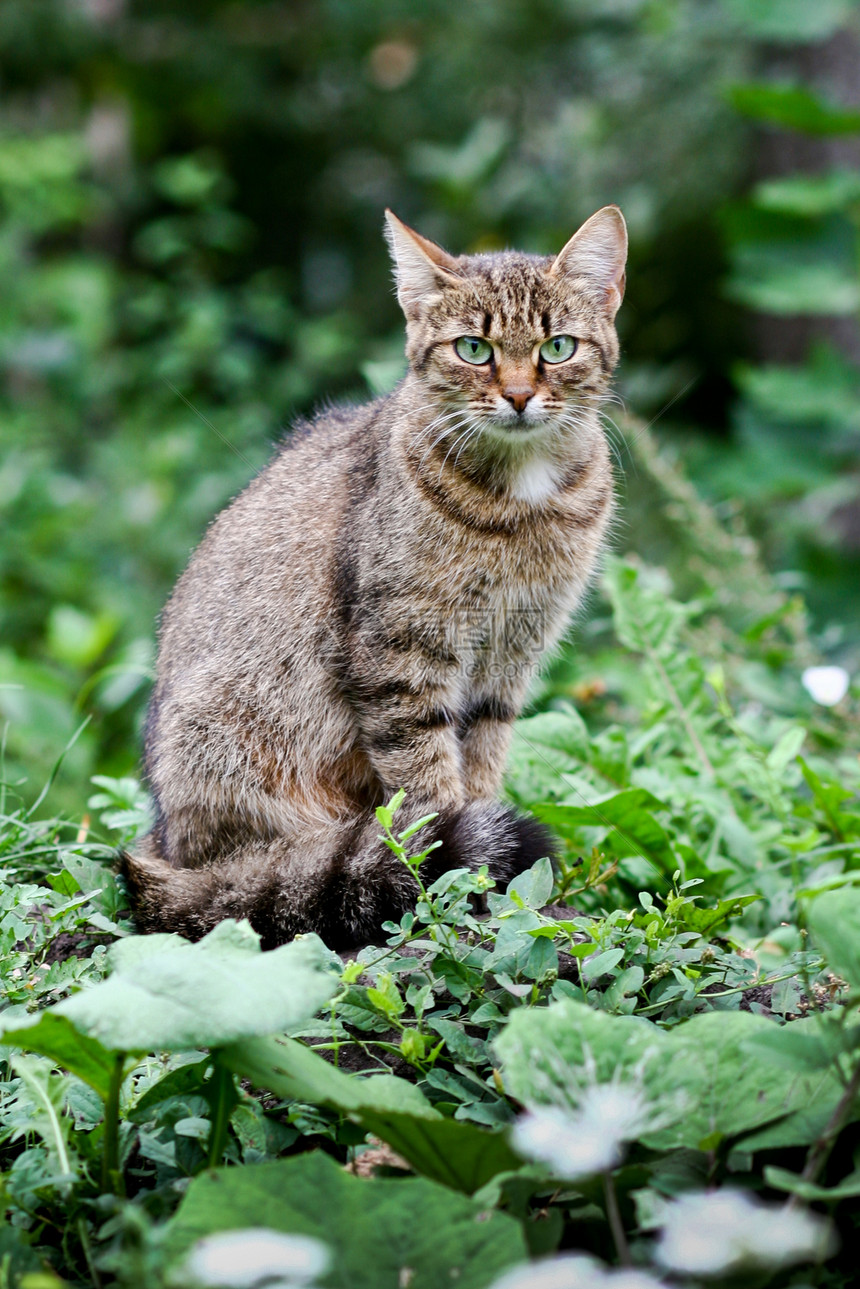 猫的肖像小猫草地绿色毛皮哺乳动物动物院子图片