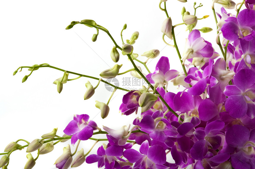 兰花情调花束异国植物热带花园疗法植物学花瓣芳香图片