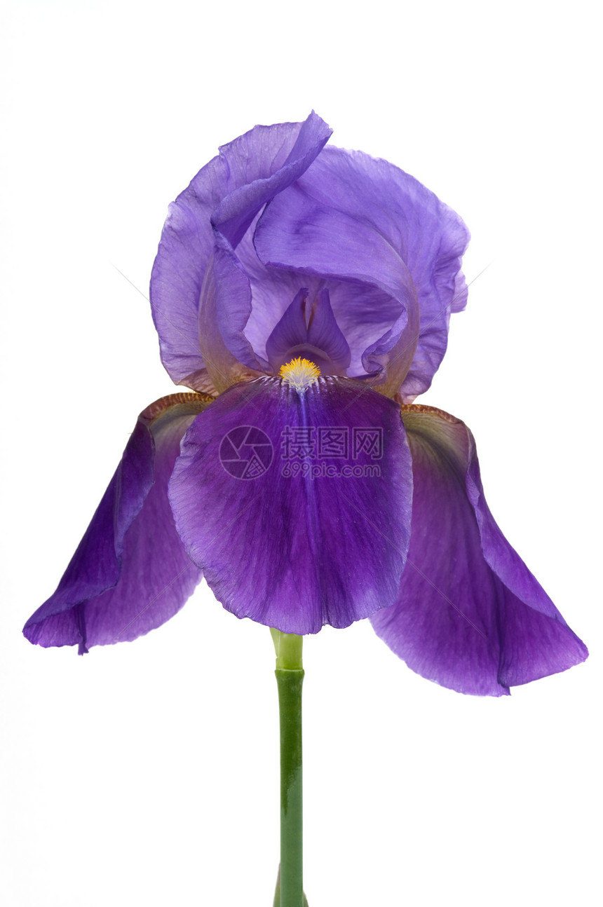 Iris 鲜花香气鸢尾花植物学植物疗法紫色花园花粉香味花瓣图片