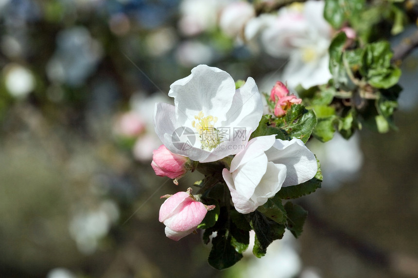 白苹果和粉红苹果花枝条水果植物学果园叶子植物生长花序花瓣园艺图片