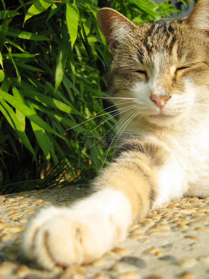 睡猫岩石哺乳动物宠物说谎动物虎斑头发晶须猫咪毛皮图片