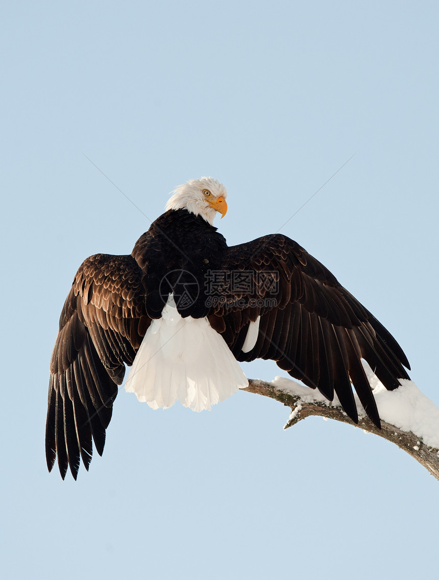 鹰登陆翅膀飞行自由指甲猎物旅行危险动物群鸟类野生动物图片
