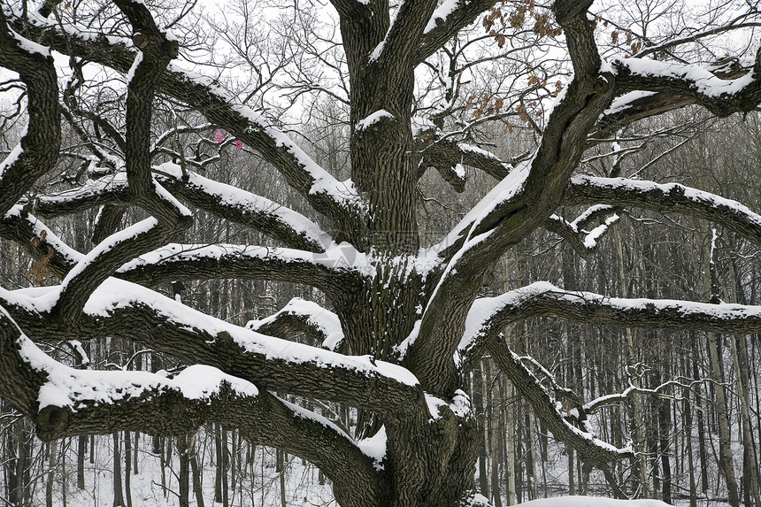 旧雪覆盖橡树图片