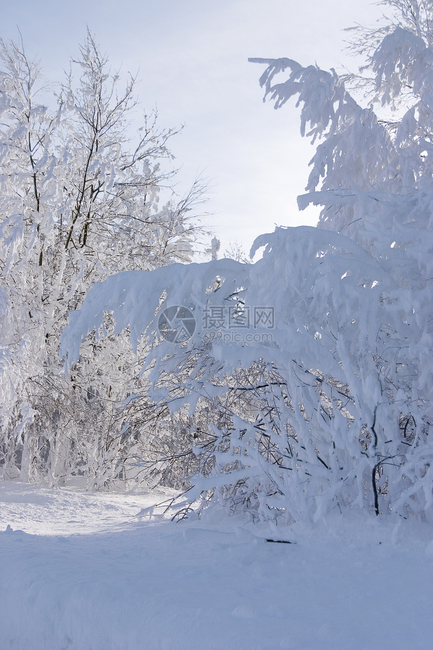 雪雪和冰冻的树木图片