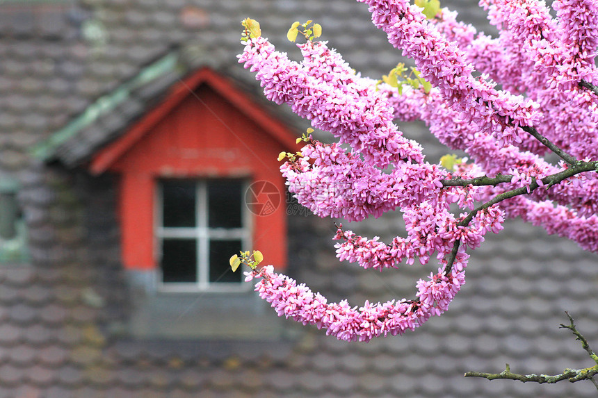 树上闪光 用旧的瓷砖遮着红色紫丁香城市花朵阁楼窗户图片