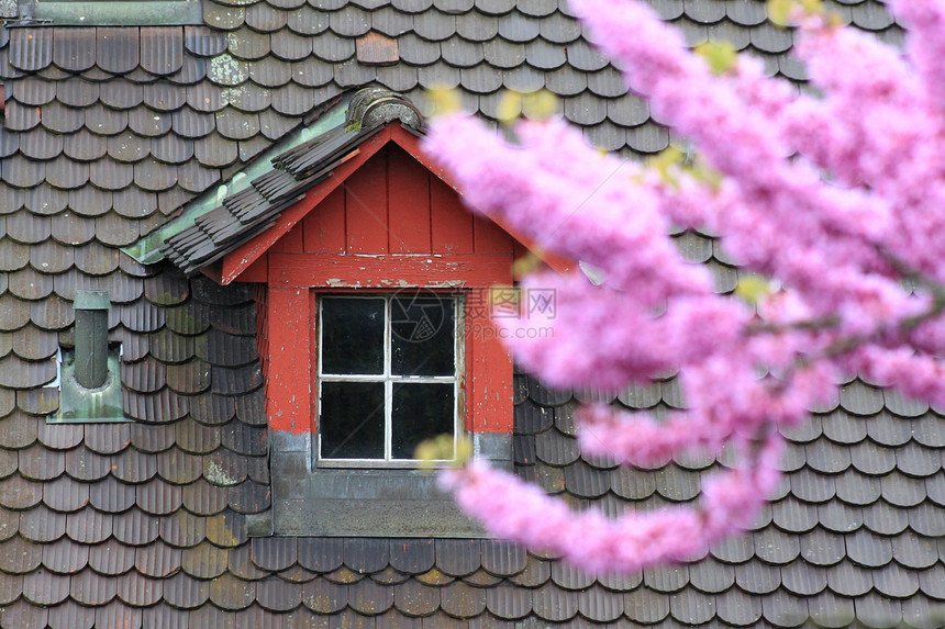 树上闪光 用旧的瓷砖遮着红色紫丁香阁楼窗户城市花朵图片