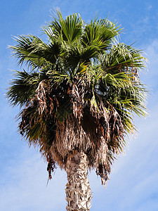 棕榈树绿色亚热带植物树叶蓝色天空背景图片