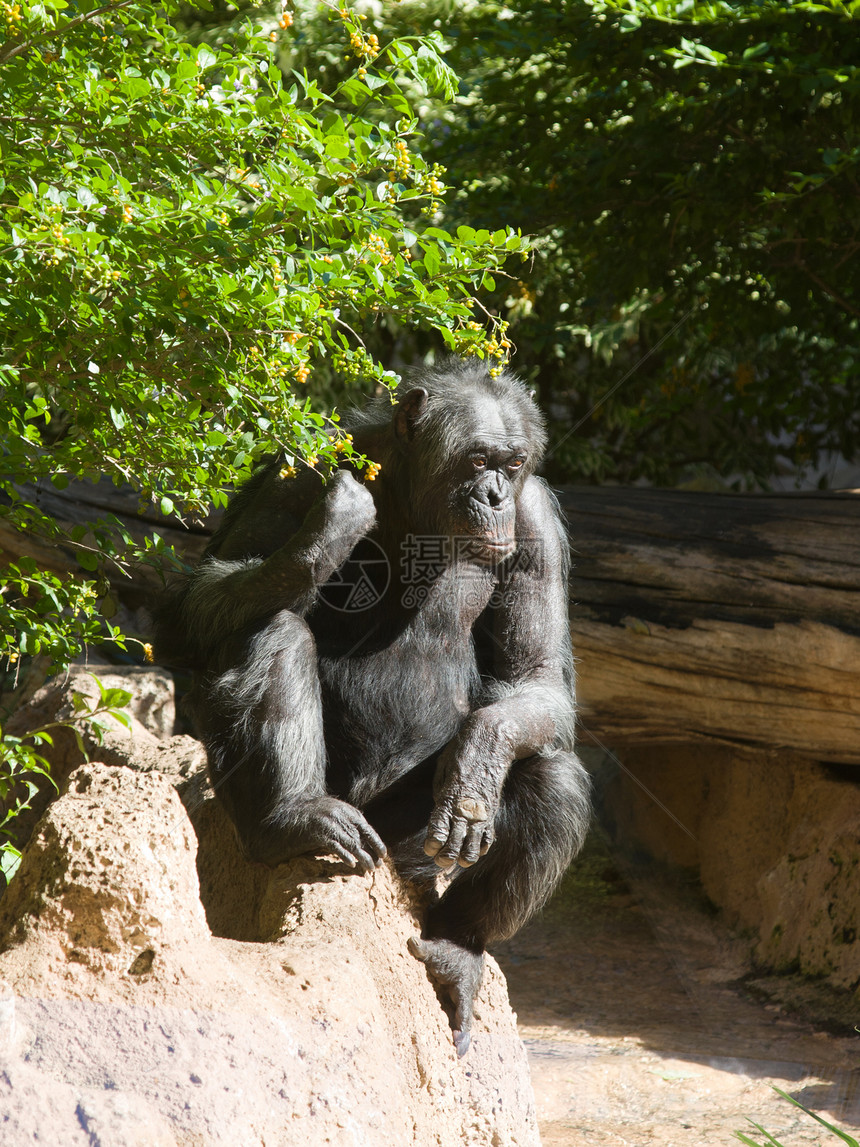 黑猴绿色森林灵长类成人毛皮银背动物俘虏荒野动物园图片